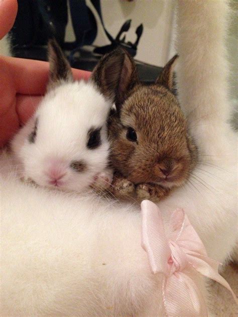there s really nothing cuter than a bun secret life of rabbits bun b cute bunny adorable