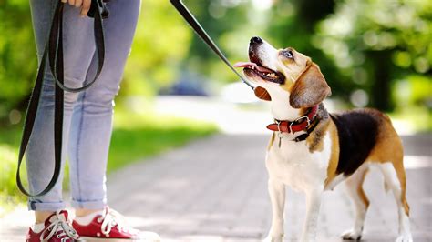 Según La Ciencia Los Perros Entienden A Sus Dueños Y Pueden Incluso