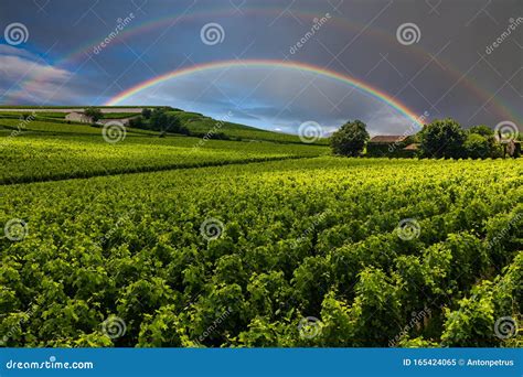 Beautiful Vineyard At Sunset With Rainbow Travel Around France