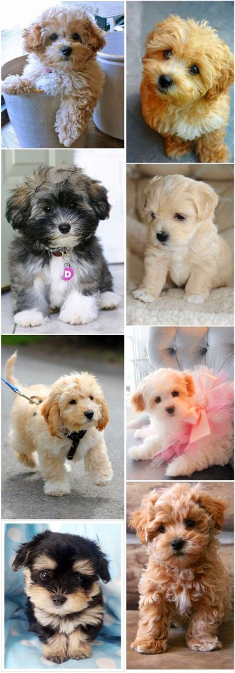 Top 15 Cutest Small Dog Breeds Cute Dogs Pinterest