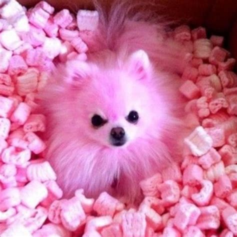 The Pink Puppy Youtube