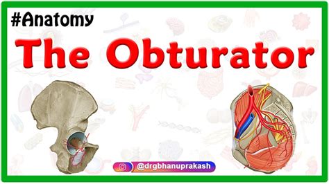 The Obturator Artery Animation Origin Course Branches Supply