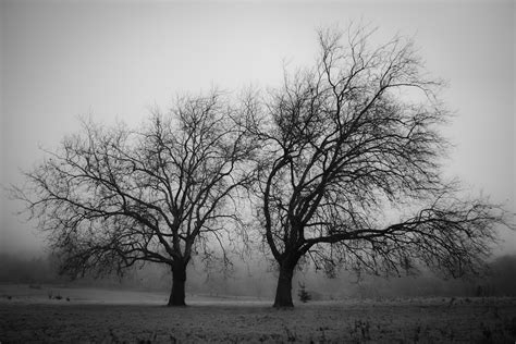 Black And White Tree Wallpaper