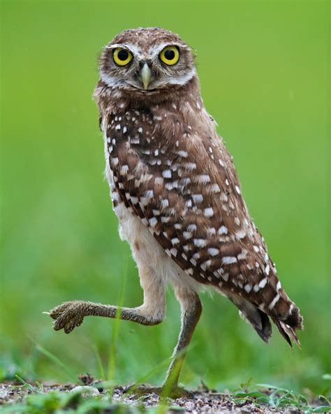 Florida Burrowing Owl Athene Cunicularia Floridana Flickr