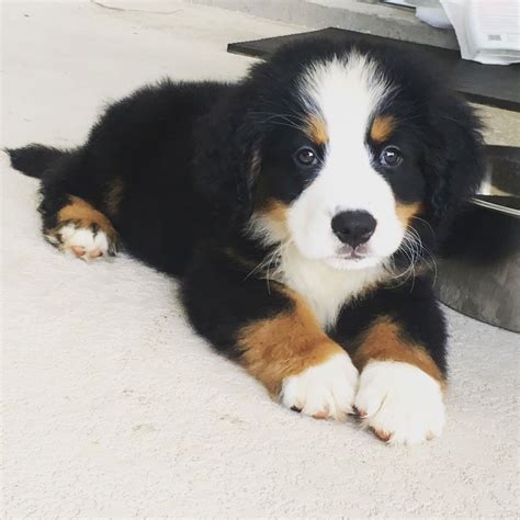 8 Weeks Old Bernese Mountain Dog Puppy And Already Has A