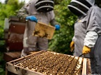 Kate zeigte sich zum Weltbienentag als Bienenzüchterin – Südtirol News
