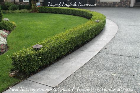 Dwarf English Boxwood For Edging Side Walks And Driveways Boxwood Plant