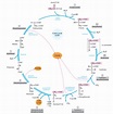 Bioquímica: Ciclo de Krebs