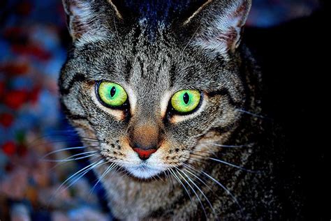 cat eye green reflection cat meme stock pictures and photos