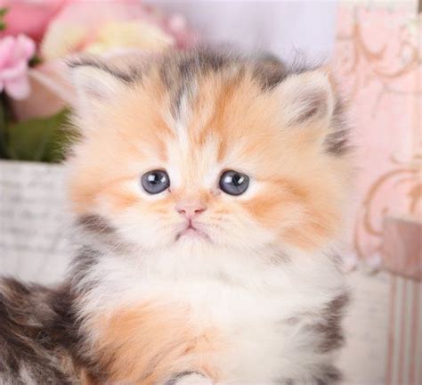 Persian Calico Kittens For Sale Callie Calico Persian Kitten