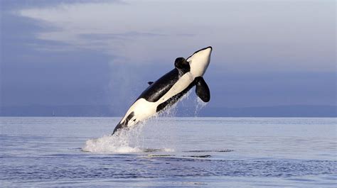 Orcas In Puget Sound Cbs News
