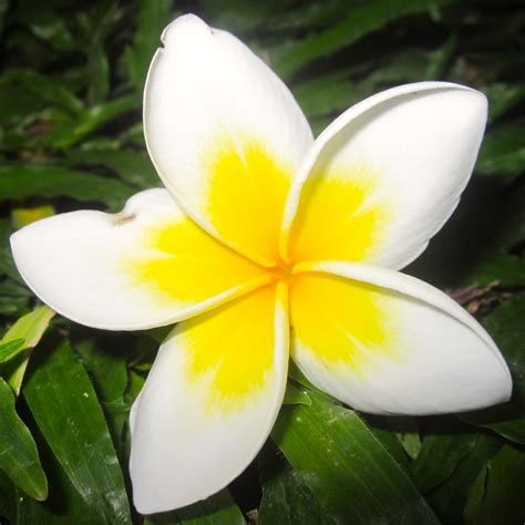 Check spelling or type a new query. Adventures from Vietnam: BALI FLOWERS