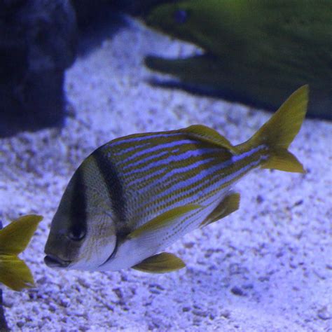 Atlantic Porkfish