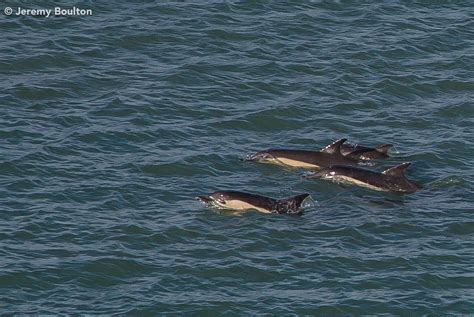 Common Dolphins Delphinus Spotted Off Start Point In South Flickr