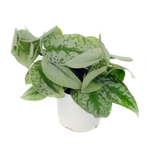 Scindapsus pictus (silver splash pothos) light: Pothos Silver Splash - Olive Hill Greenhouses