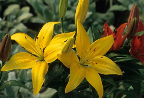 Lilium Asiatic Hybrids Asiatic Hybrid Lilies Kings Garden Center