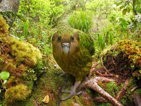 Kakapo Wallpapers Top Free Kakapo Backgrounds Wallpaperaccess