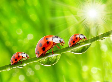 are all ladybugs girls the quick answer school of bugs