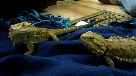 Pebble Meets Her Man Bearded Dragon Mating Ritual Youtube