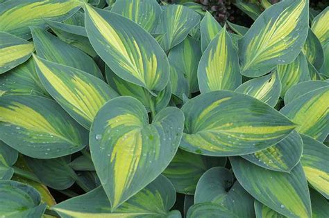 The 19 Best Hosta Varieties For A Shady Yard Gardeners Path