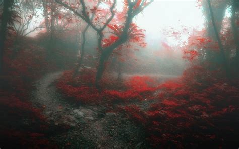 Nature Landscape Forest Mist Path Trees Daylight Red Leaves Fall Morning Wallpaper