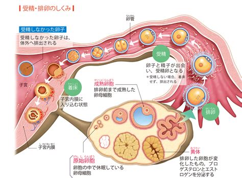 受精と排卵のメカニズムとは？ 意味や使い方 コトバンク