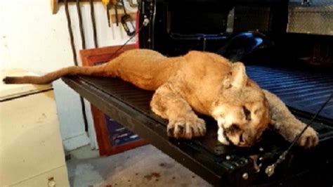 Cougar Found On Northern Illinois Farm Nbc Chicago