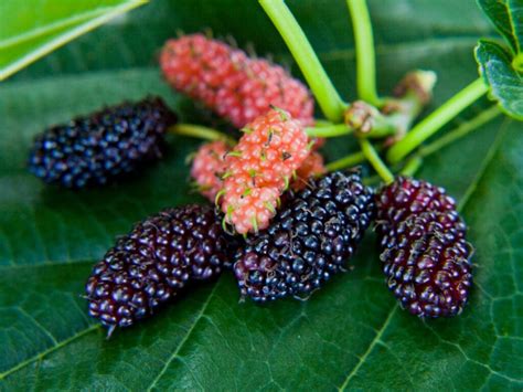 Fruit Drop In Mulberry Trees - Fixing Ripe And Premature Fruit Drop Of ...