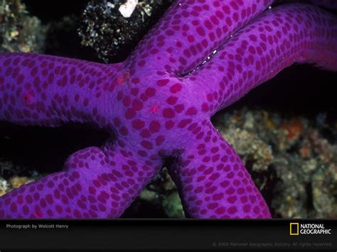 Purple Sea Star My Favorite Color Pinterest