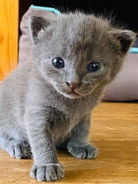 Qlds Cutest Cats 2020 The Top 72 Revealed The Advertiser