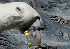 Prague zoo animals cool down with sorbet in the heat - 660 NEWS