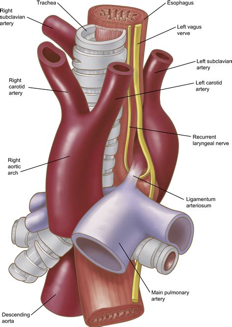 Anatomy Of The Thoracic Aorta And Of Its Branches Thoracic Surgery