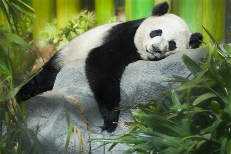 Sleepy Panda Dave King Flickr