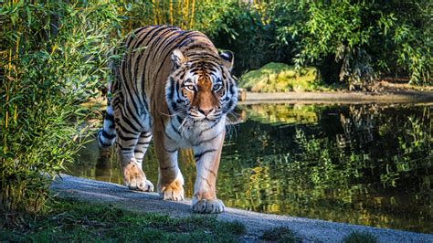 Tiger Is Walking On Road Near Body Of Water 4k 5k Hd