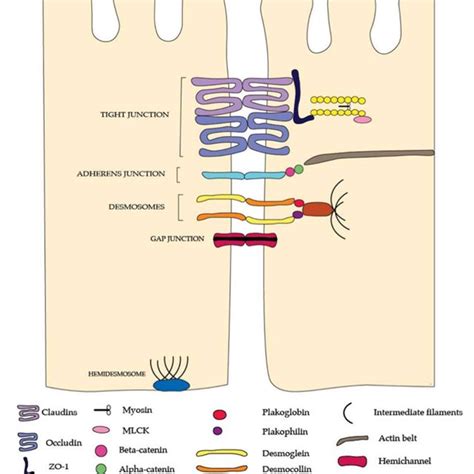The Junctional Complexes Of The Intestinal Barrier Tight Junctions Are