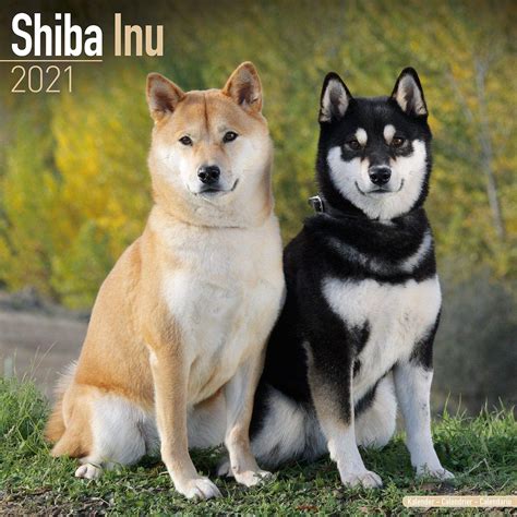 A small, alert and agile dog that copes very well with mountainous terrain and hiking trails. Shiba Inu - Dog Breed history and some interesting facts