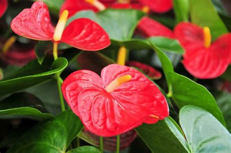 20 Best Red Houseplants Types And Growing Tips Petal Republic