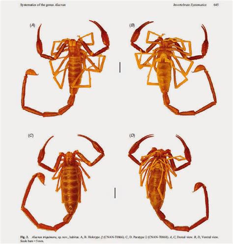 The Scorpion Files Newsblog Phylogeny And A New Species Of The