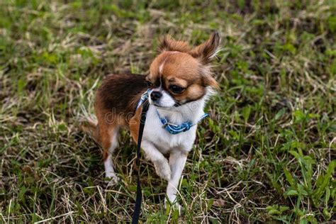 The Little Dog Is Walking Stock Photo Image Of Beautiful 117905274