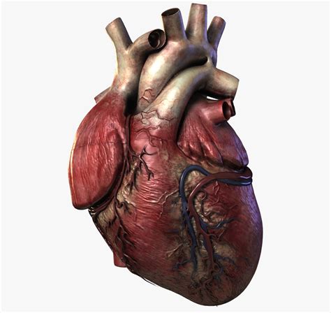 D Human Heart