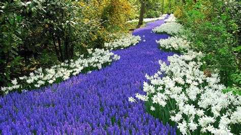 Blue Hyacinth Field Spring Wallpapers Wallpaper Cave