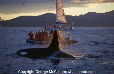 Killer Whale Near Whalewatching Boats George Mccallum Whale And Marine