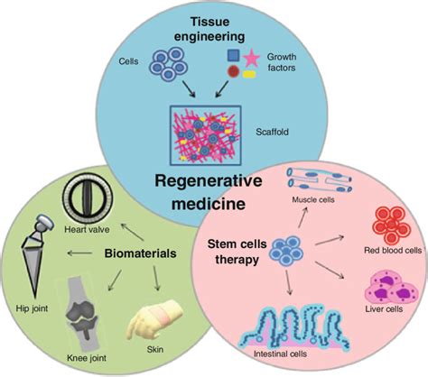 1 Three Approaches Of Regenerative Medicine Download Scientific Diagram
