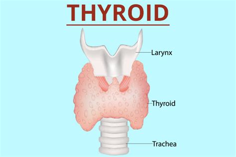 If Not Thyroid Then What Emedihealth