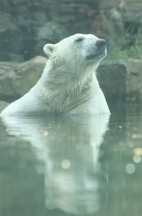 Polar Bear In Pool Zoochat