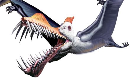 Scientists Discover Previously Unknown Species Of Giant Pterosaur With Fang Like Teeth Perthnow