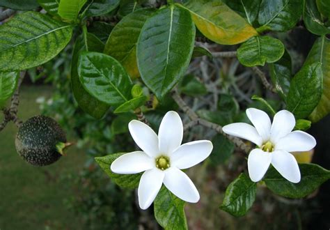 Gardenia Brighamii Nānū Nāʻū Or Forest Gardenia Rubiaceae Flickr