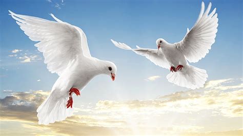 Hd Wallpaper Two White Pigeons Doves Pair Flight Sky Blue Bird