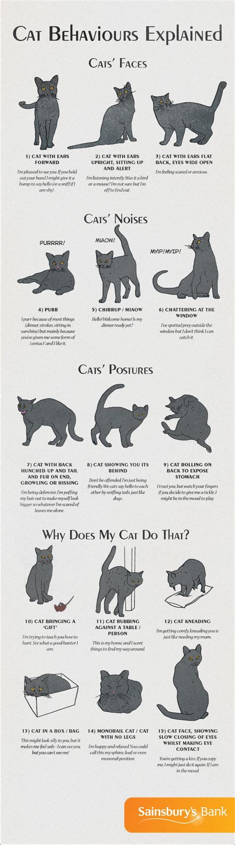 Types Of Cats In The World