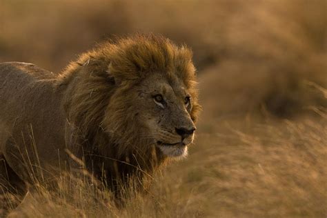 Male African Lion Panthera Leo Photograph By Beverly Joubert